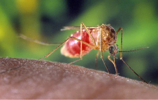 What is West Nile Virus?