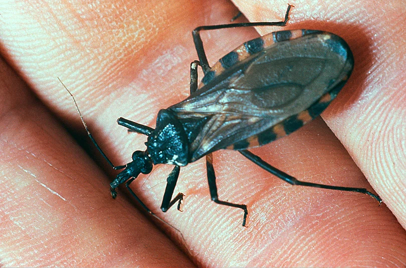 Learning About Chagas Disease