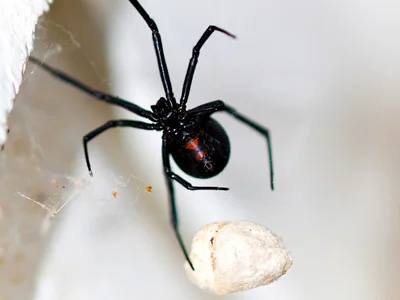 Black Widow Spider Bites