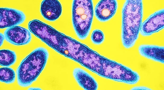 Legionnaires’ Outbreak: What New Yorkers Need to Know