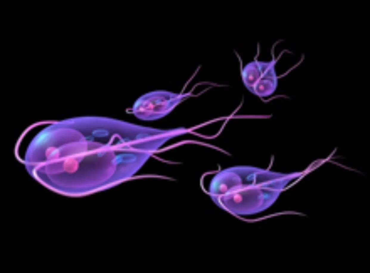 What is giardiasis?