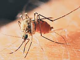 Understanding Japanese Encephalitis