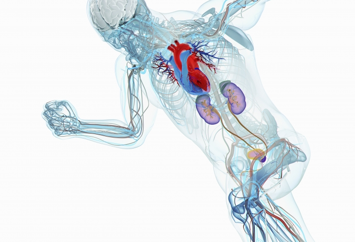 15 Cool Facts About the Human Body
