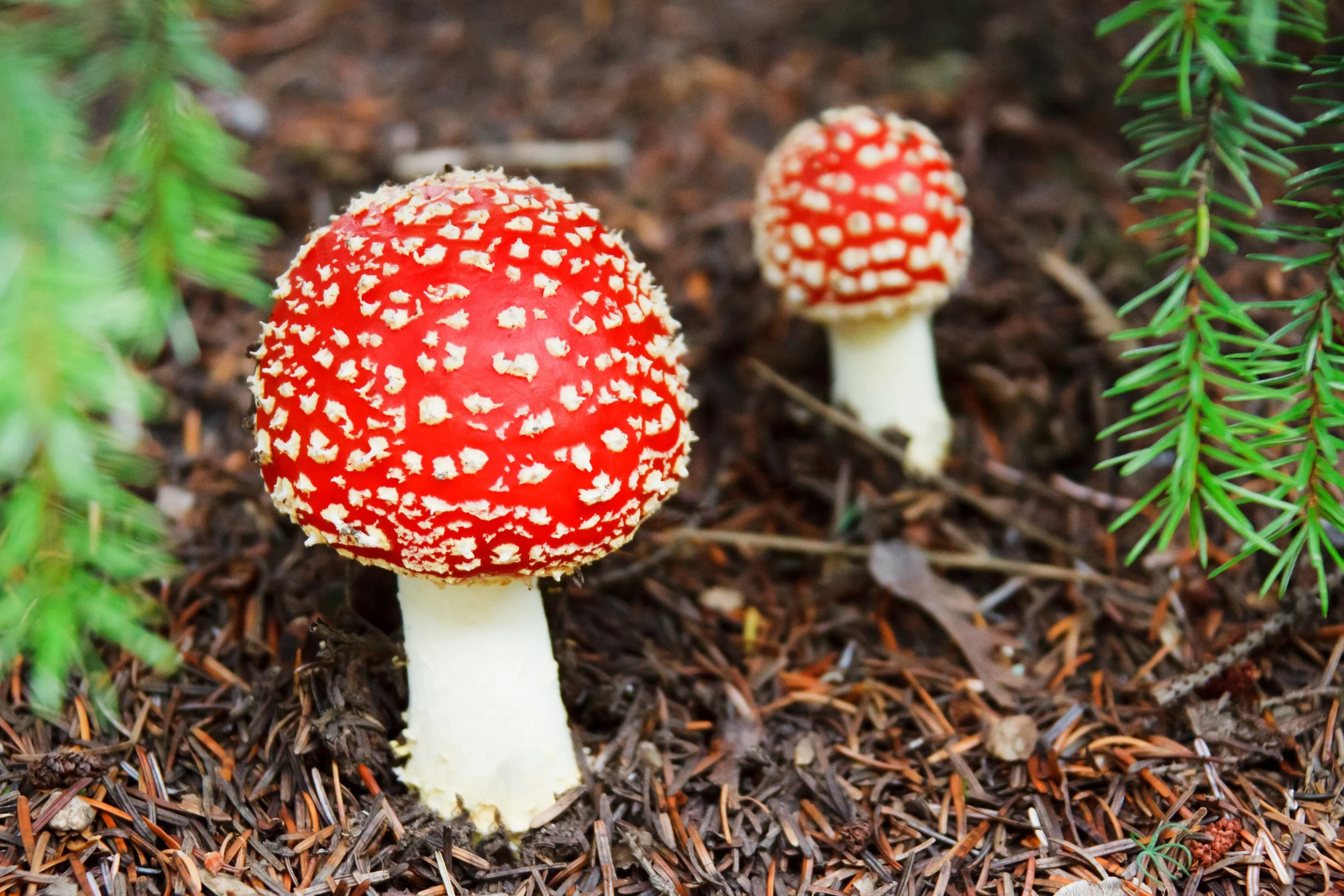 New Study Says Fungi Could Lead to Cheaper Cancer Treatment
