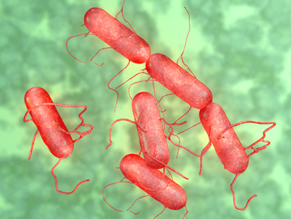 10 Essential Facts About Salmonella
