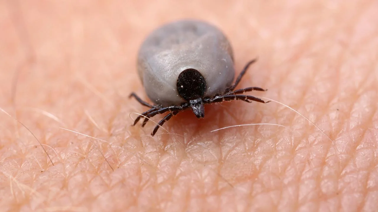 How Do You Deal With Lyme Disease?