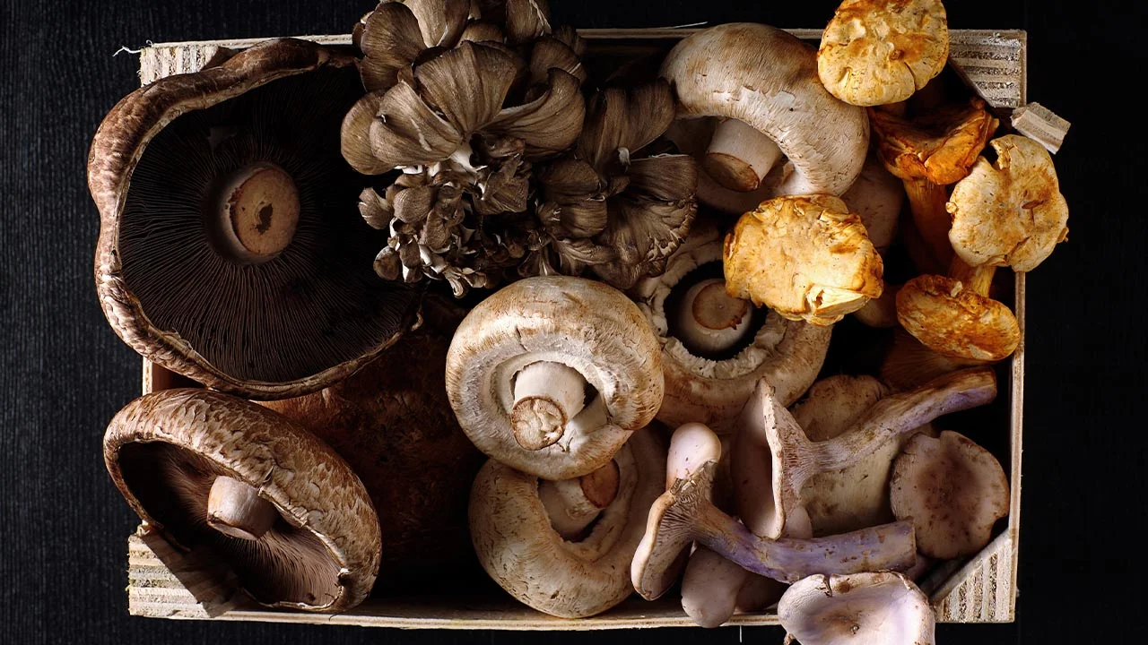 Why Your Favorite Fungi Is Fabulous
