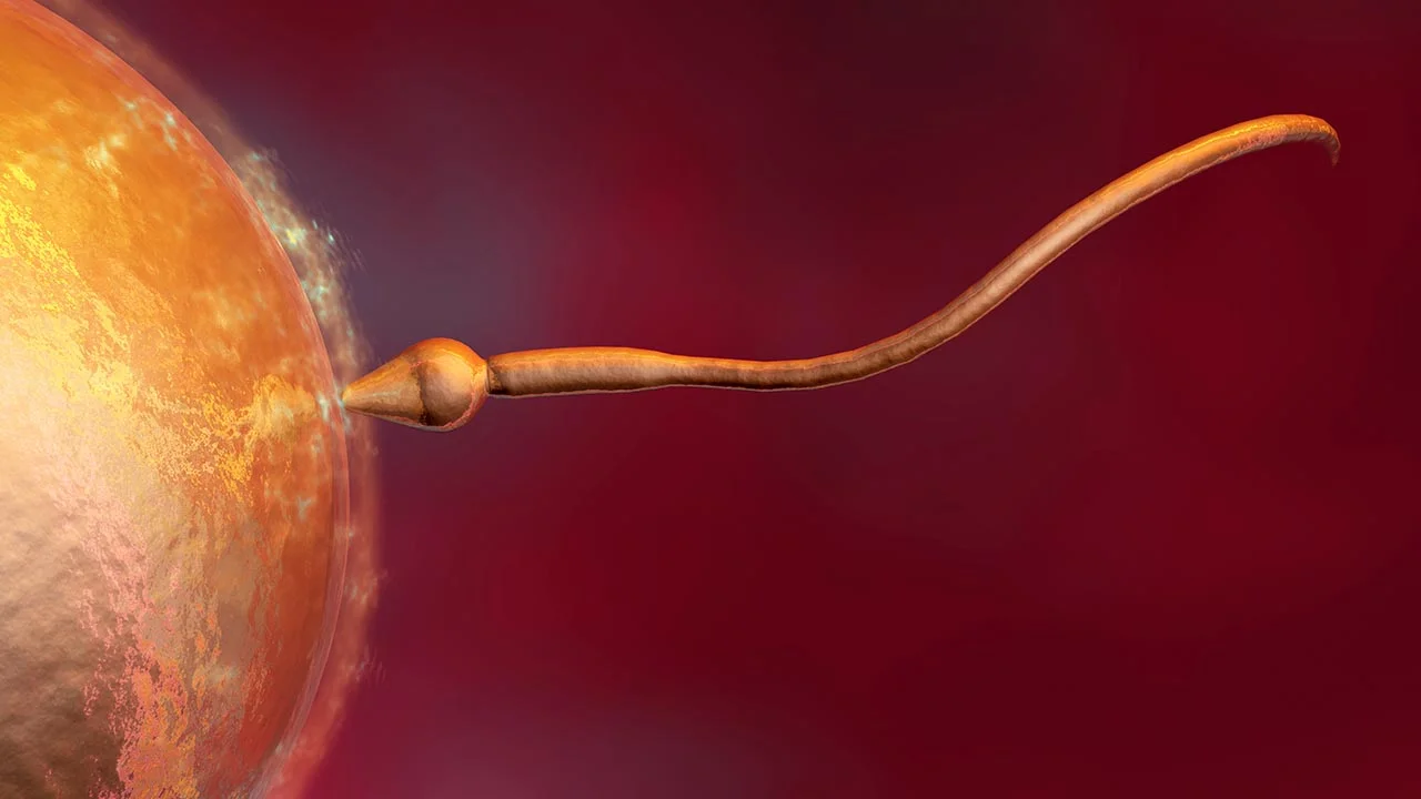 What You Need to Know About Male Infertility 