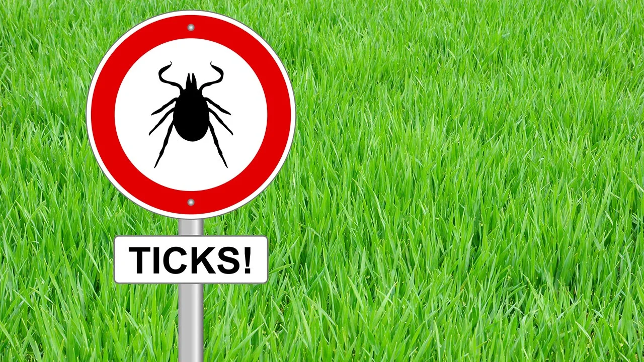 What is Late Lyme Disease? 