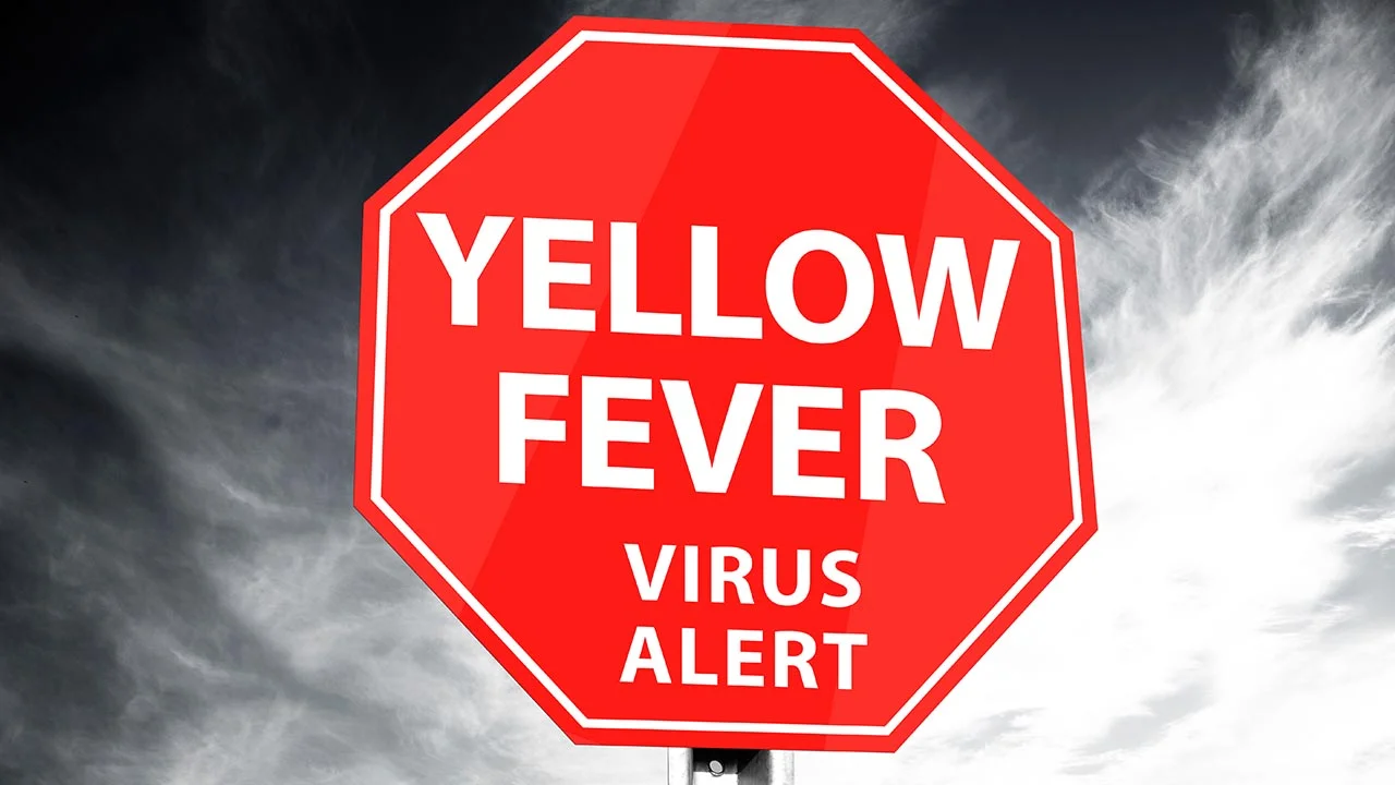 The Return of Yellow Fever 