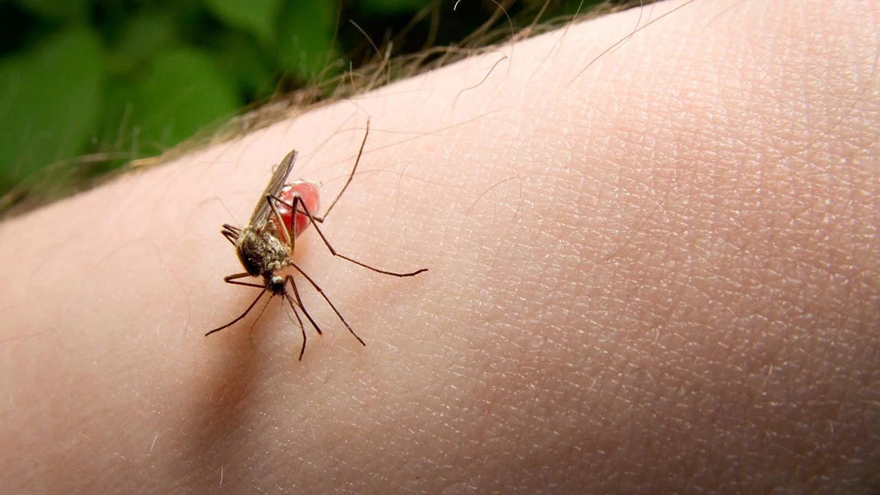 Tips for Protecting Yourself From West Nile