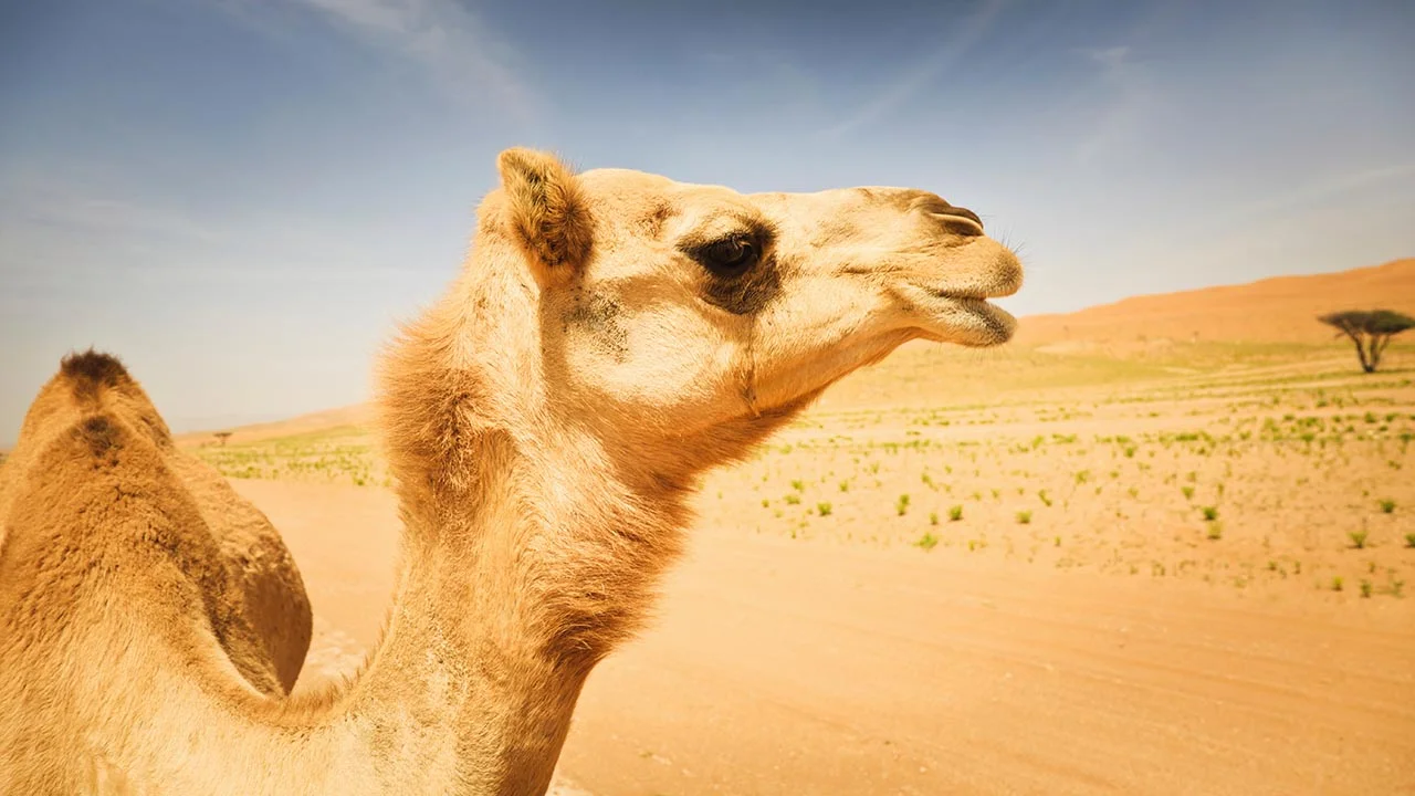 Is Camel's Milk Worth It?