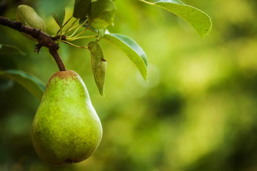 Performance Issues? Eat a Pear!
