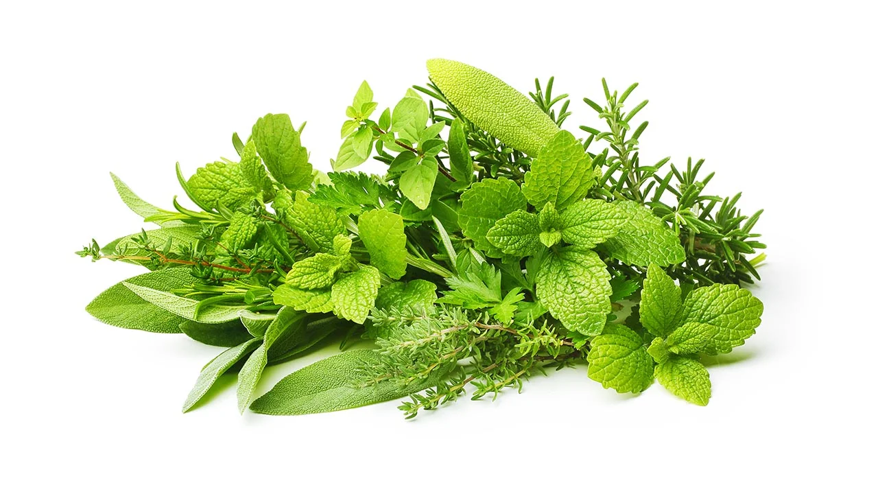 Experience herbs halo of health