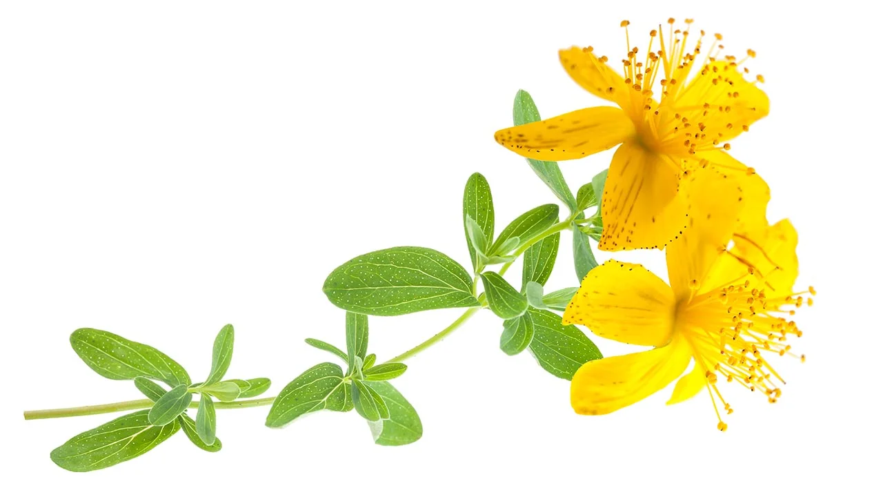 St. John's Wort: The Herbal Swiss Army Knife