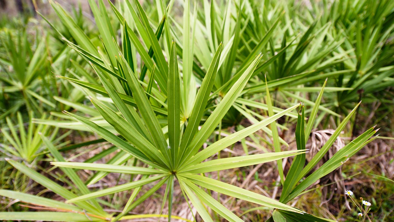 What Saw Palmetto Can and Can't Do
