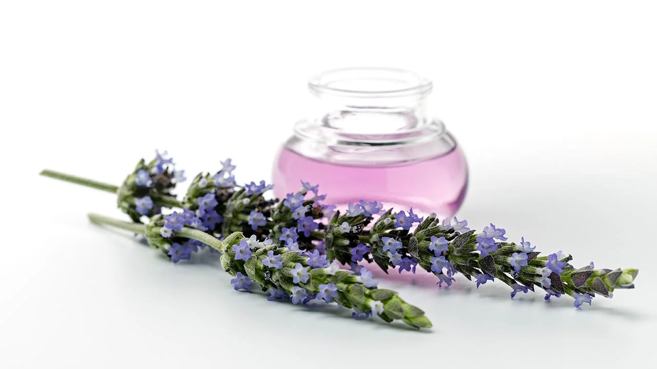 The medicinal allure of lavender oil