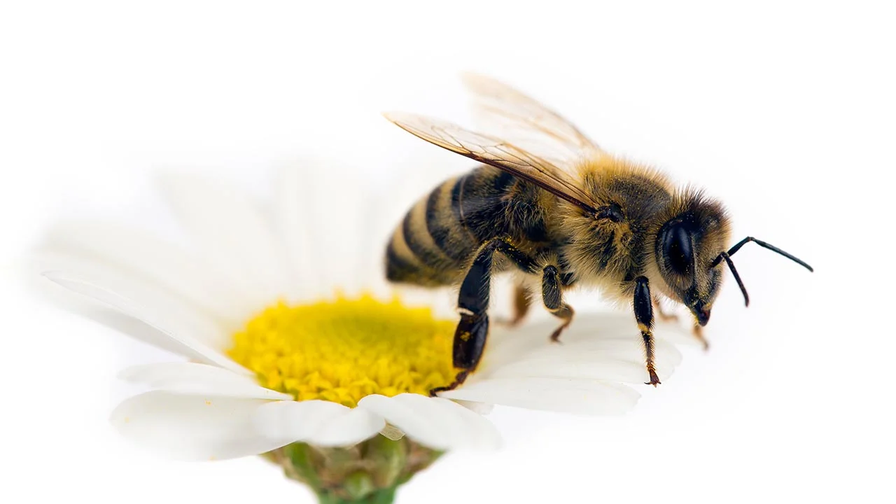 The Bees of Summer