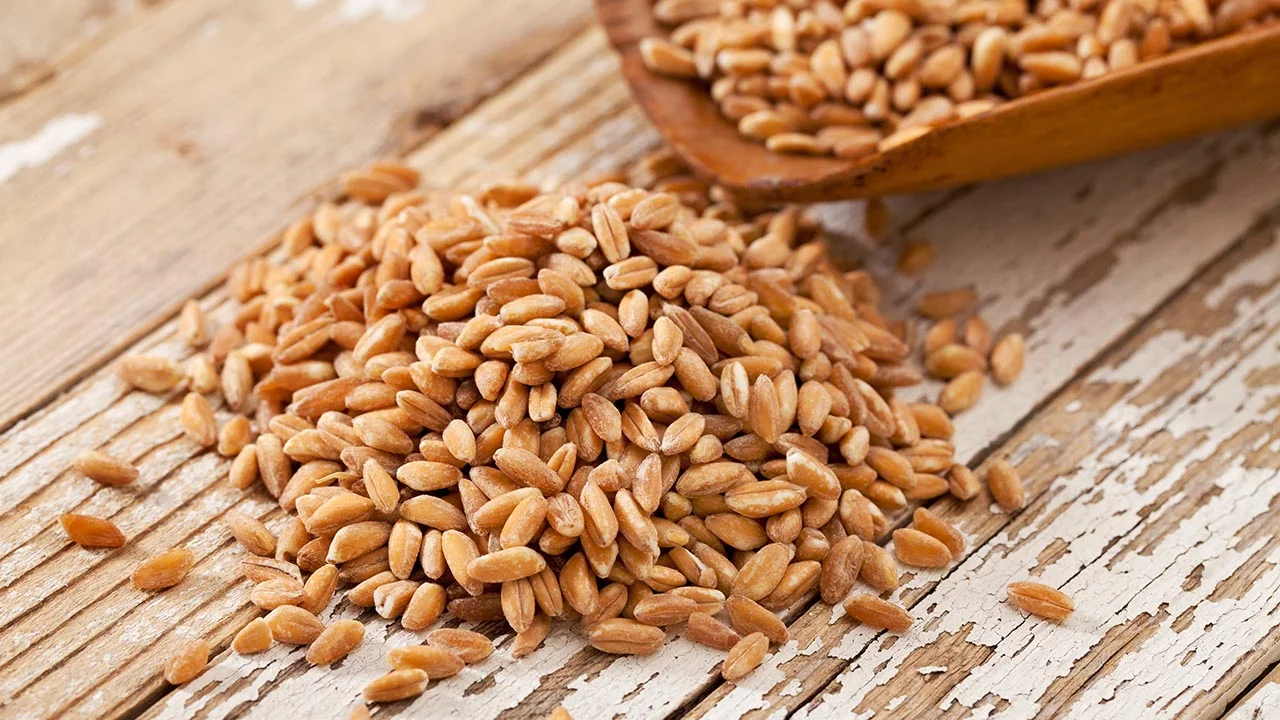 Farro – a five-star grain