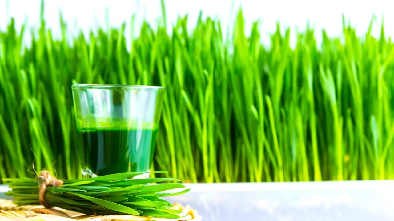 Drinking Wheatgrass