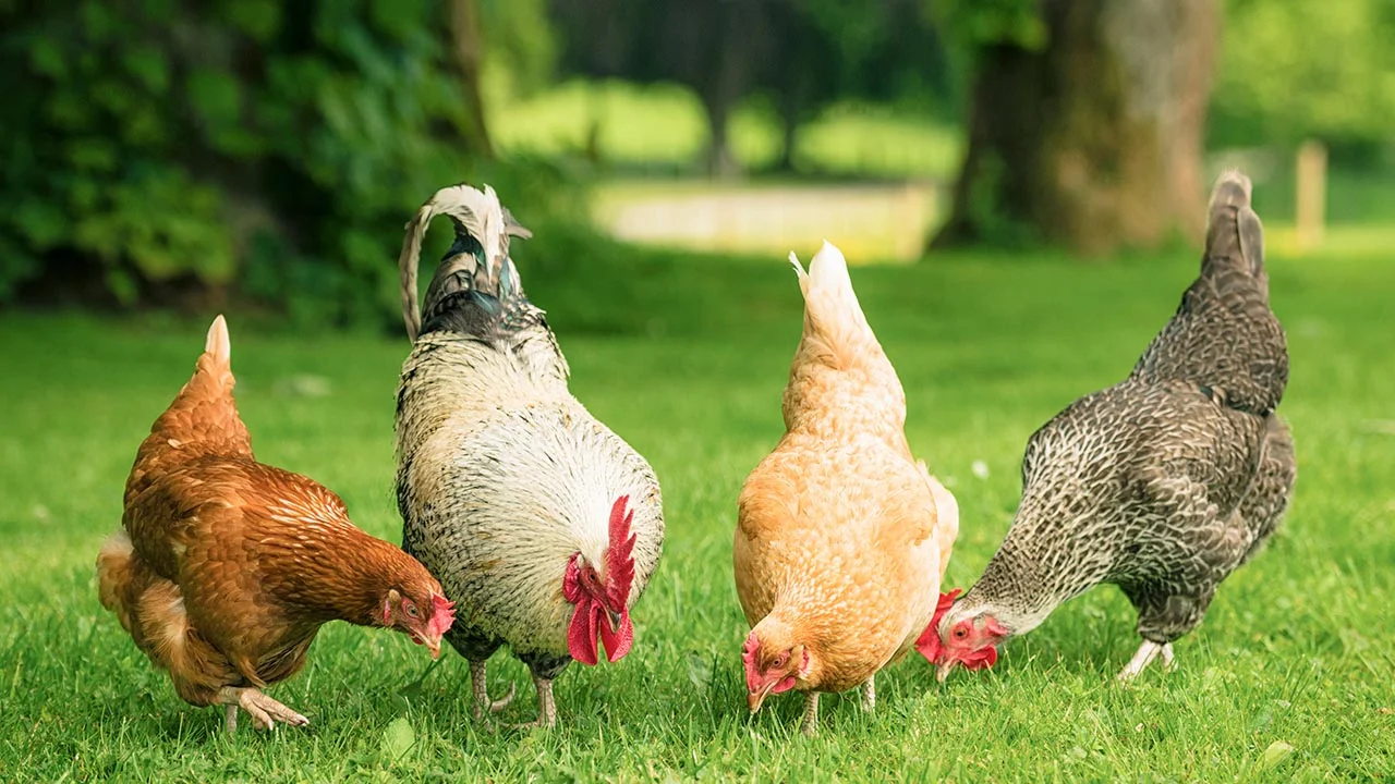 Pet chickens can carry salmonella