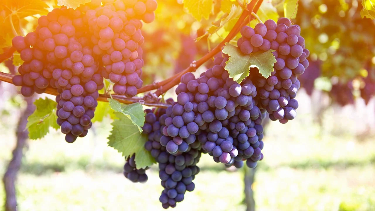 Grape expectations for great health
