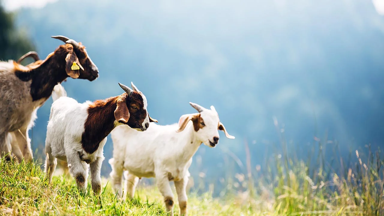 Goodness Of Goat Meat & Milk