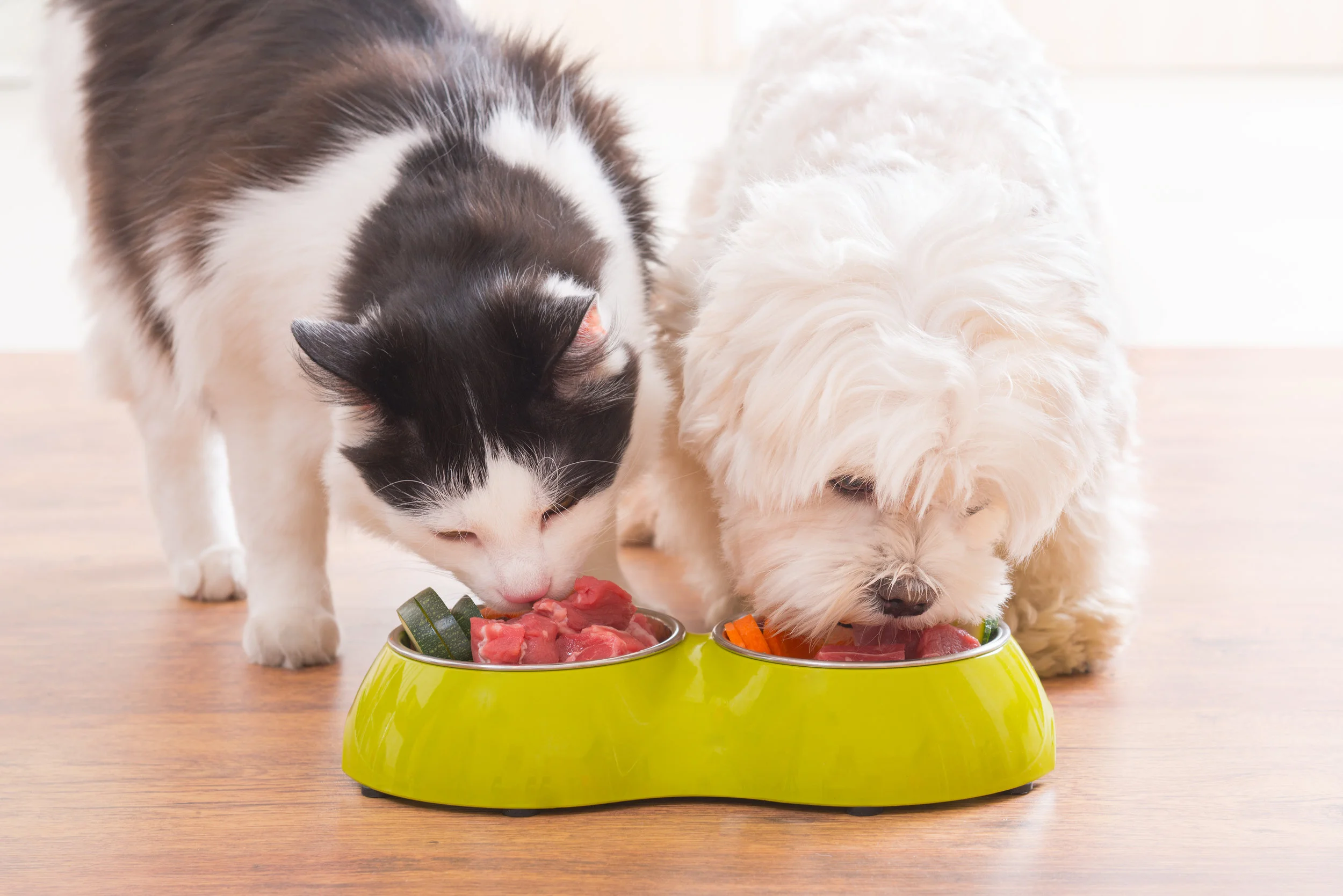 Why pets provide impressive health benefits 