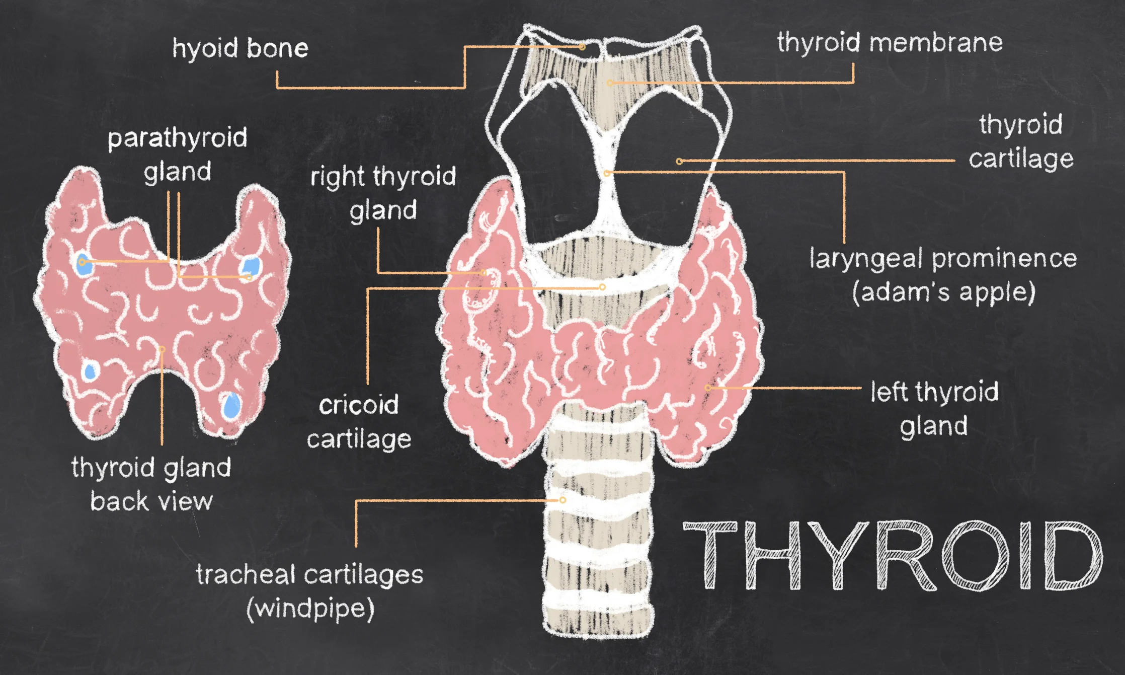 An overview of Hashimoto’s disease