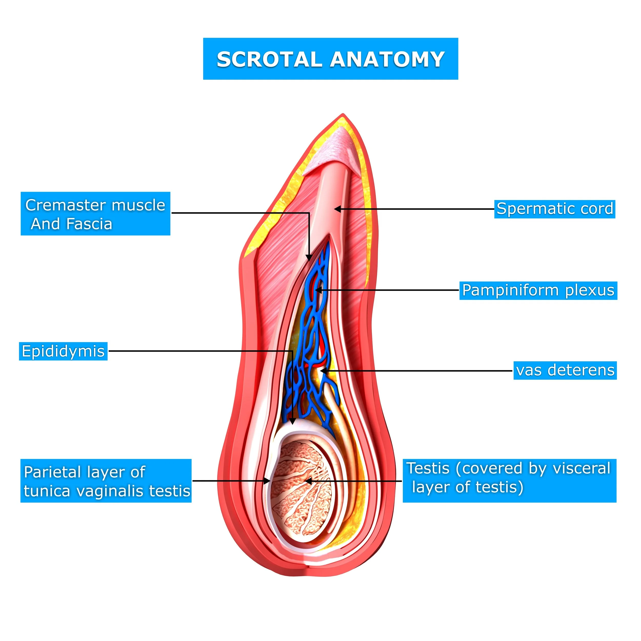 Could I have spermatocele?