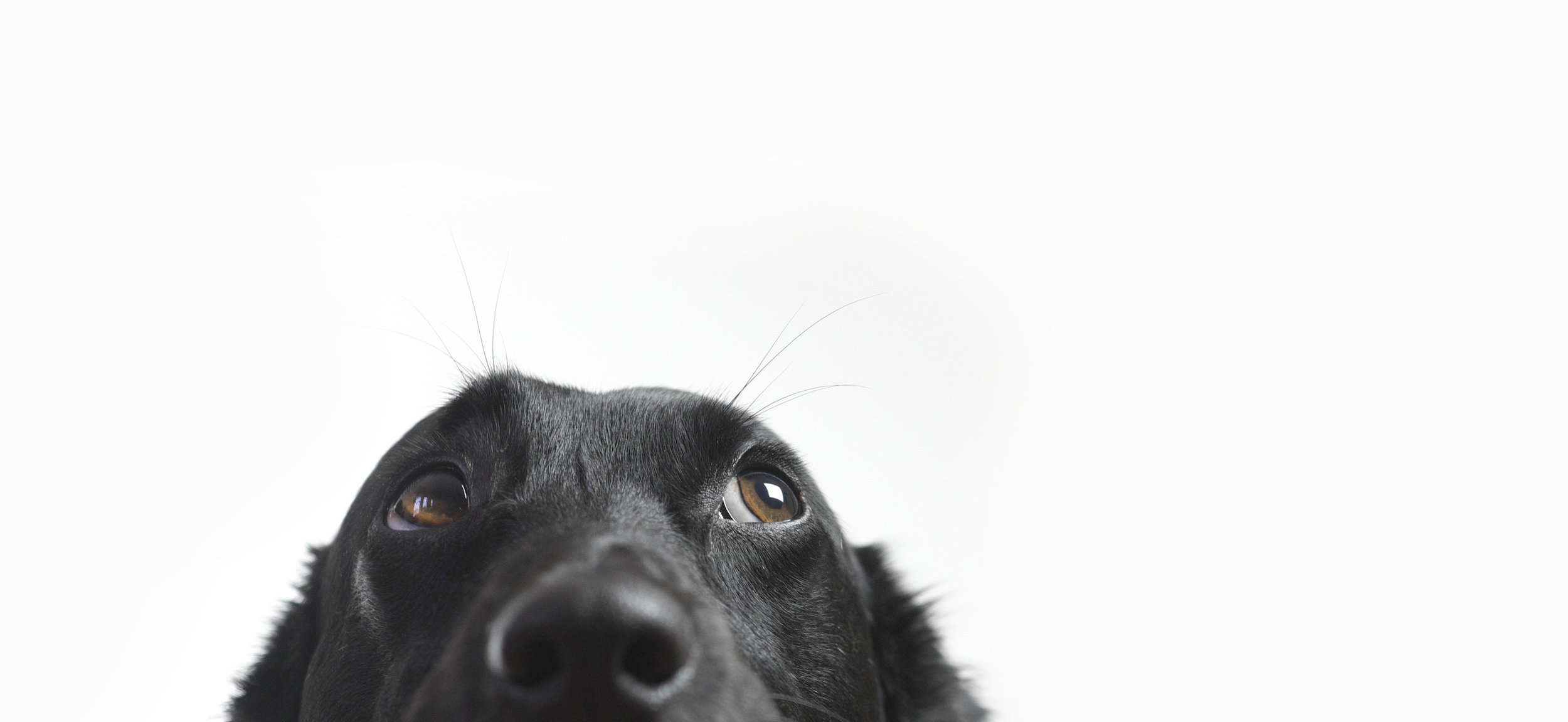Old Dogs New Tricks