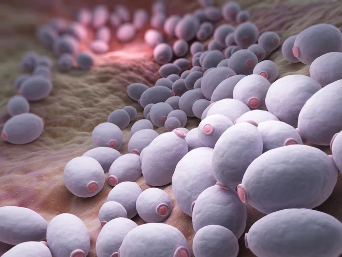 How to treat and prevent recurring vaginal yeast infections