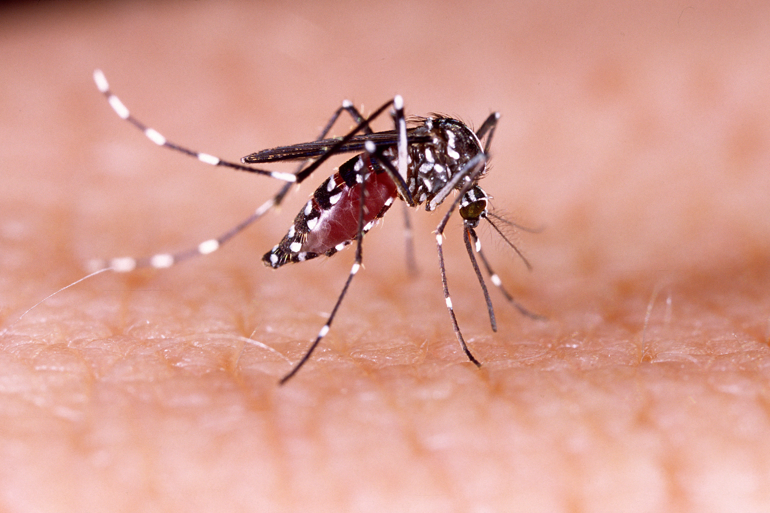 As temperatures rise, so does the threat of Zika