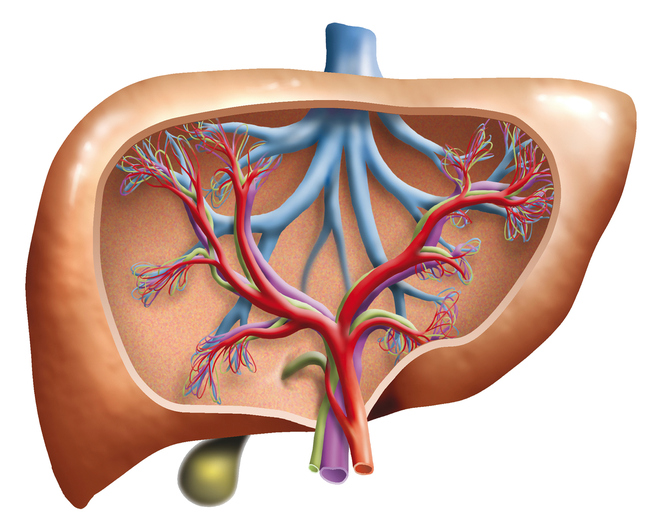 Nonalcoholic Fatty Liver Disease: All Too Common