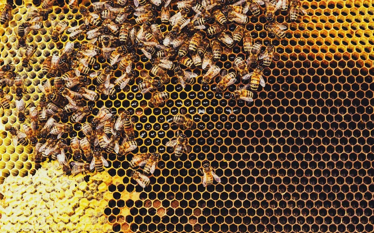 Honey – nature’s liquid gold