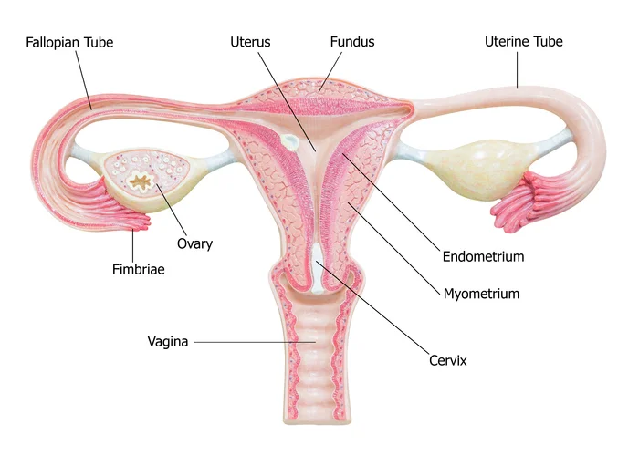Estrogen Loss and Back Pain