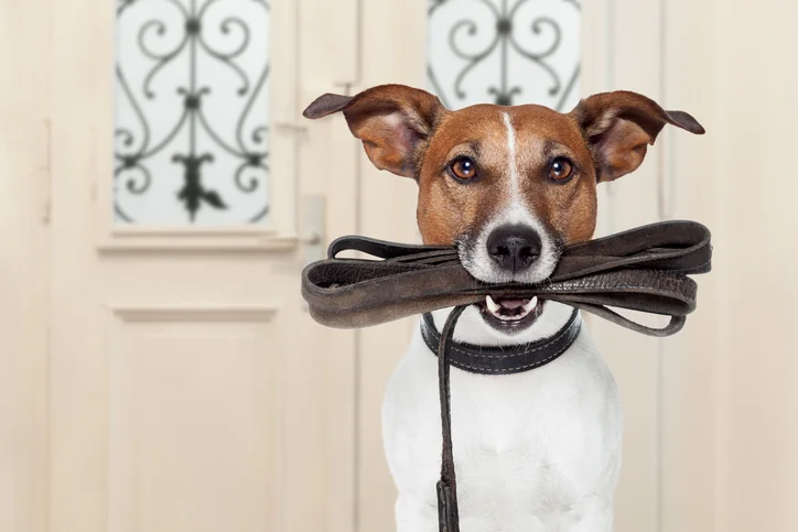 Dog walking improves fitness in old age