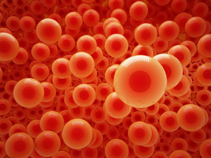 Best foods to boost red blood cells
