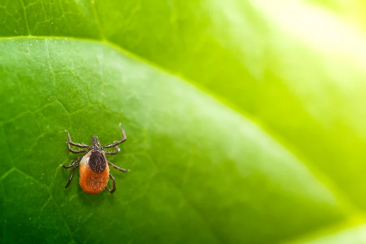 10 myths about Lyme disease debunked
