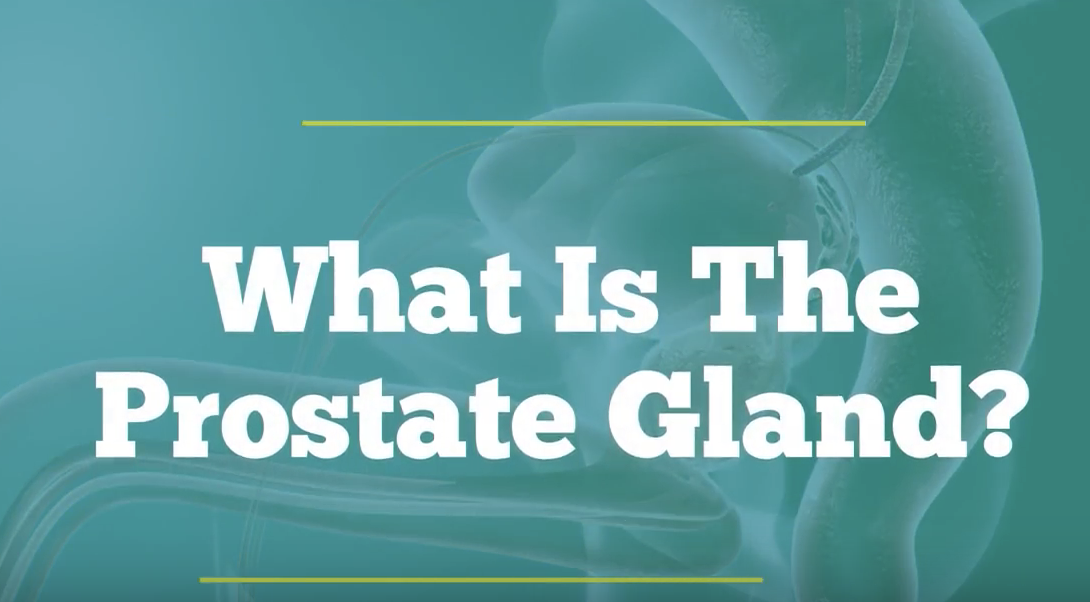 What Is The Prostate Gland?