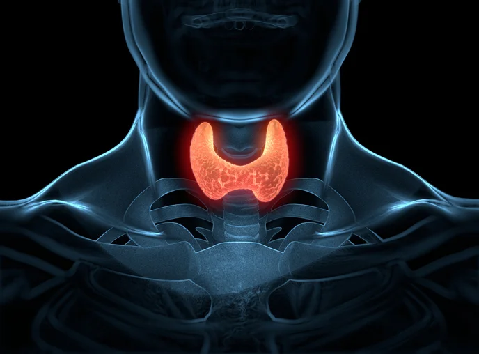 Why thyroid disorders affect women more than men