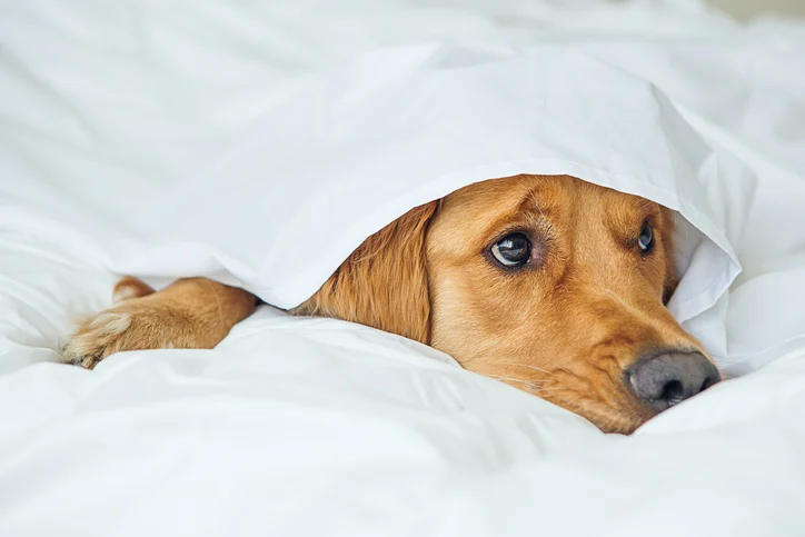 Should you be sharing your bed with your dog?