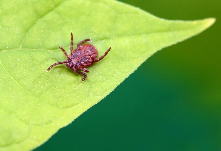 Lyme disease myths not to believe