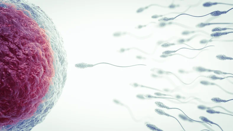 6 potential causes of female infertility