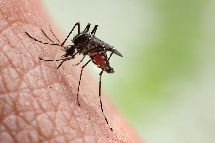 Outsmarting the insect stings of summer