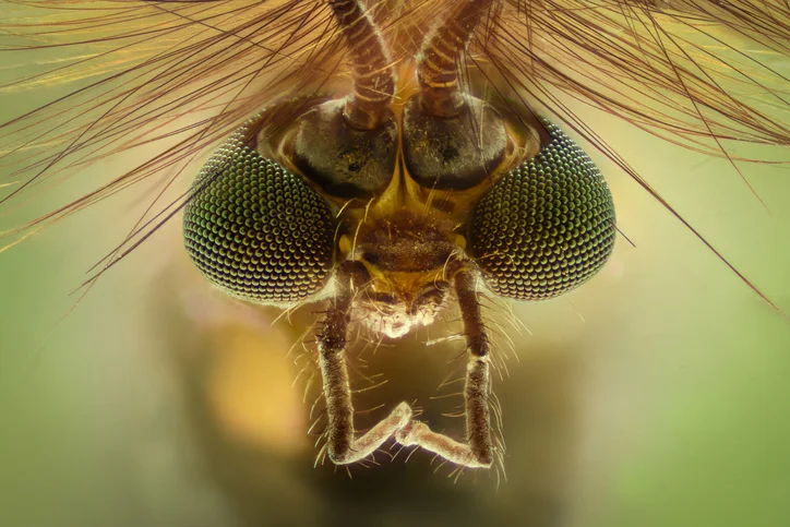 7 ways to avoid mosquito bites