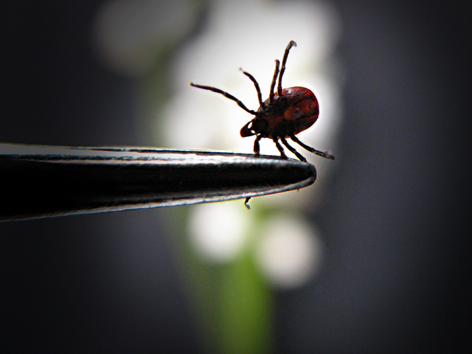 Protecting yourself from tick bites and Lyme disease