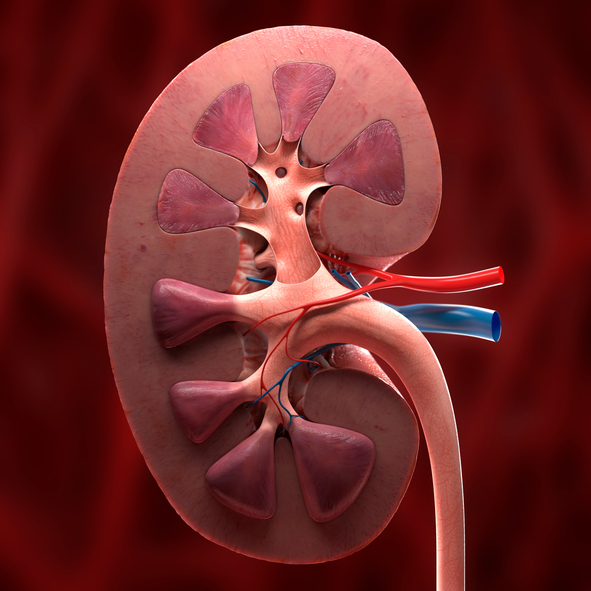 Understanding hydronephrosis