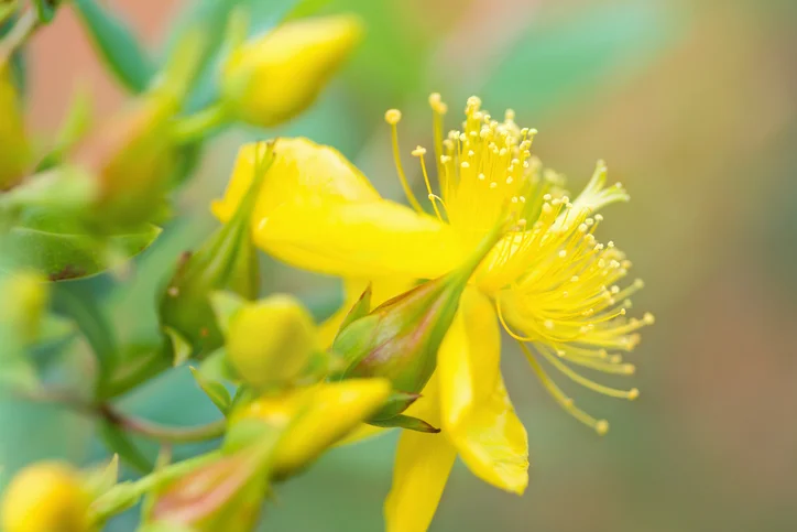 St. John’s Wort for mild depression: help or hype