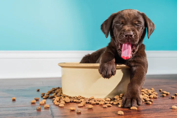 Pets healing effect on your health